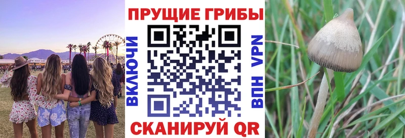 Галлюциногенные грибы MAGIC MUSHROOMS  Купить закладки  Болотное 
